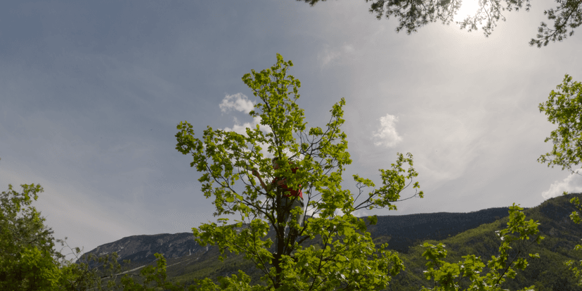 Wild Arena gallery 1